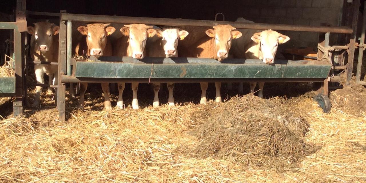 Aux Bois Dores De La Ferme De Sorval, Animaux De La Ferme, Fitness Selvigny 외부 사진